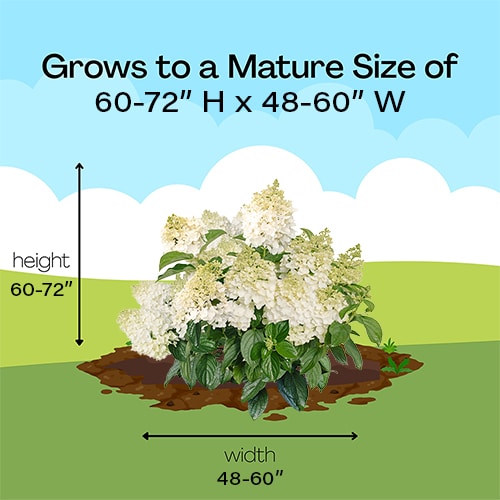 FIRST EDITIONS Hydrangea Little Hottie Shrub (2 Gallon) - Image 10