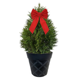 Green Giant Arborvitae Shrub, Holiday Decorative Black Container with Bow (3 gallon)