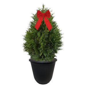 Green Giant Arborvitae Shrub, Holiday Decorative Black Container with Bow (3 gallon)