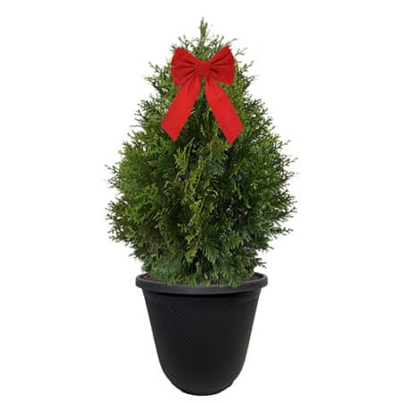 Green Giant Arborvitae Shrub, Holiday Decorative Black Container with Bow (3 gallon)
