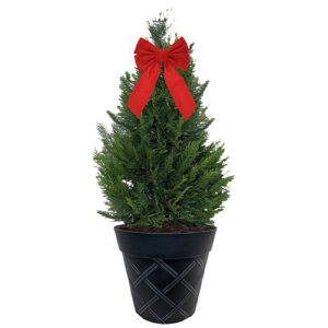 Leyland Cypress Shrub, Holiday Decorative Black Container with Bow (3 Gallon)