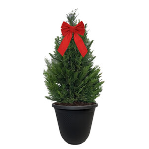 Leyland Cypress Shrub, Holiday Decorative Black Container with Bow (3 Gallon)