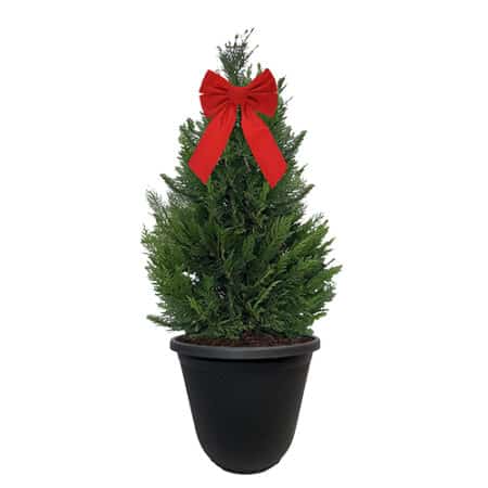 Leyland Cypress Shrub, Holiday Decorative Black Container with Bow (3 Gallon)