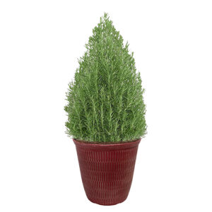 Rosemary Shrub, Holiday Decorative Red Container