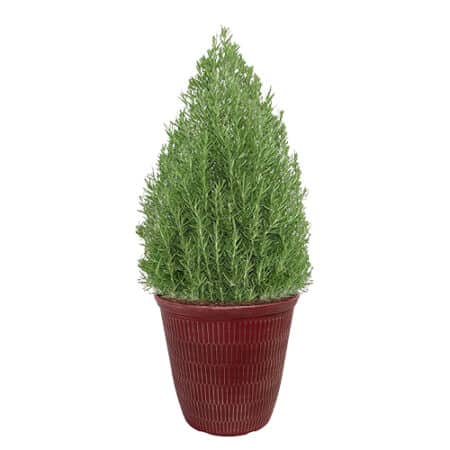 Rosemary Shrub, Holiday Decorative Red Container