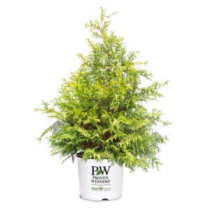 Proven Winners Cypress Soft Serve Shrub (2 Gallon)
