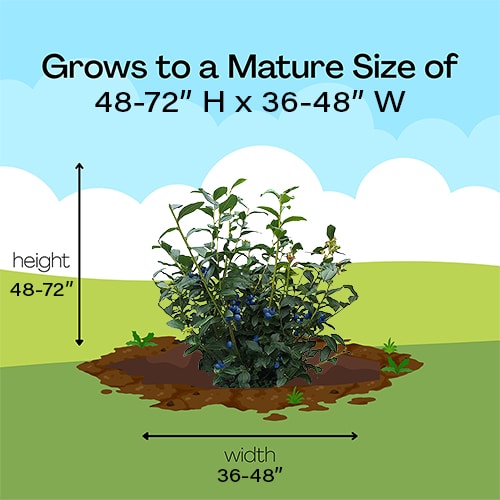 Blueberry, Legacy Shrub - Image 5