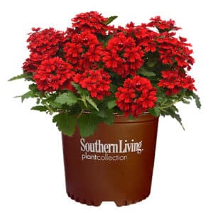 Southern Living Plant Collection Verbena EnduraScape Red Annual (2.6 Quart)