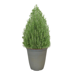 Rosemary Shrub, Decorative Holiday White Container