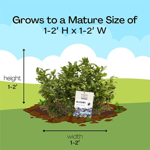 Bushel and Berry Blueberry, Jelly Bean Shrub (2 gallon) - Image 10