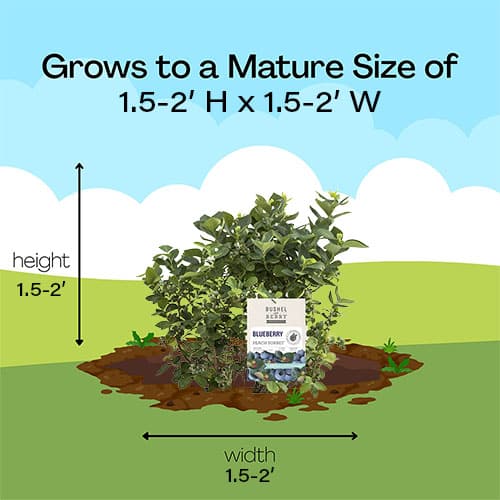 Bushel and Berry Blueberry, Peach Sorbet Shrub (2 gallon) - Image 12