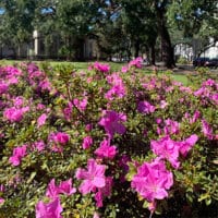 Encore Azalea Autumn Lilac Shrub – Plants Direct To You
