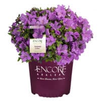 Encore Azalea Autumn Lilac Shrub – Plants Direct To You