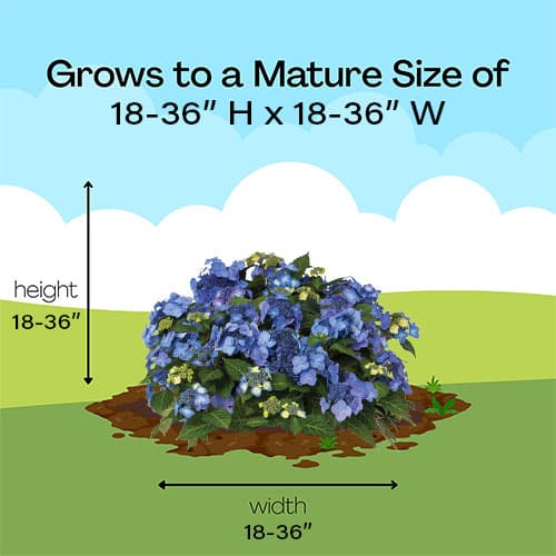 Endless Summer Hydrangea Pop Star Shrub - Image 13