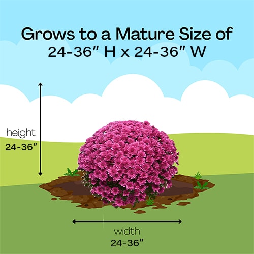 Chrysanthemum Purple (Mum) Plant 3 Quart - Image 6