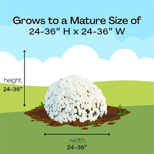 Chrysanthemum White (Mum) Plant 11.5 inch Decorative Pot - Image 8