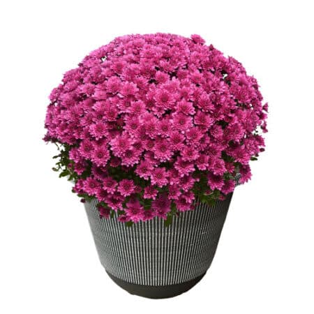 Chrysanthemum Purple (Mum) Plant 11.5 inch Decorative Pot