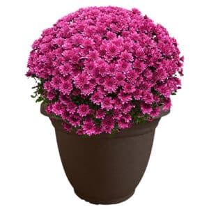Chrysanthemum Purple (Mum) Plant 11.5 inch Decorative Pot