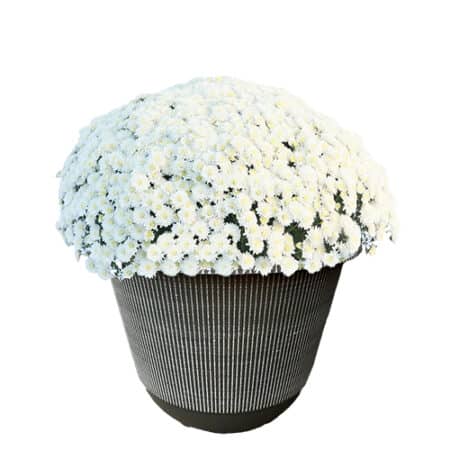 Chrysanthemum White (Mum) Plant 11.5 inch Decorative Pot