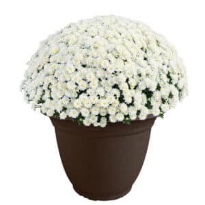 Chrysanthemum White (Mum) Plant 11.5 inch Decorative Pot