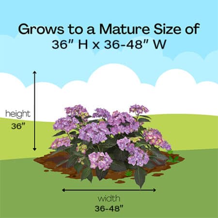 Proven Winners Hydrangea Let's Dance Can Do (2 Gallon) – Plants