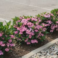 Proven Winners Hydrangea Let's Dance Can Do (2 Gallon) – Plants