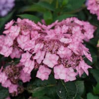 Proven Winners Hydrangea Let's Dance Can Do (2 Gallon) – Plants