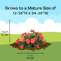 Proven Winners Rose Oso Easy Mango Salsa (2 Gallon) – Plants