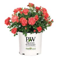 Proven Winners Rose Oso Easy Mango Salsa (2 Gallon) – Plants