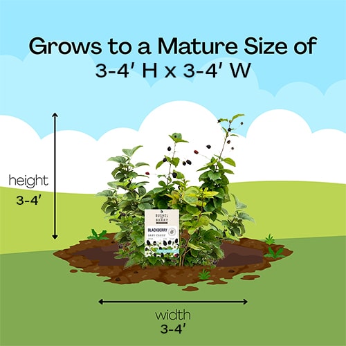 Bushel and Berry Blackberry, Baby Cakes Shrub (2 gallon) - Image 8