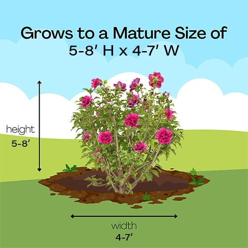 FIRST EDITIONS Hibiscus French Cabaret Red Shrub (2 Gallon) - Image 9