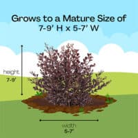 FIRST EDITIONS Lunar Magic Crape Myrtle – Plants Direct To You