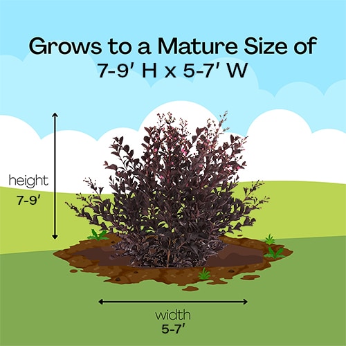 FIRST EDITIONS Shadow Magic Crape Myrtle (2 Gallon) - Image 7