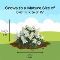 Proven Winners Hydrangea Quick Fire Fab Shrub (5 Gallon) – Plants