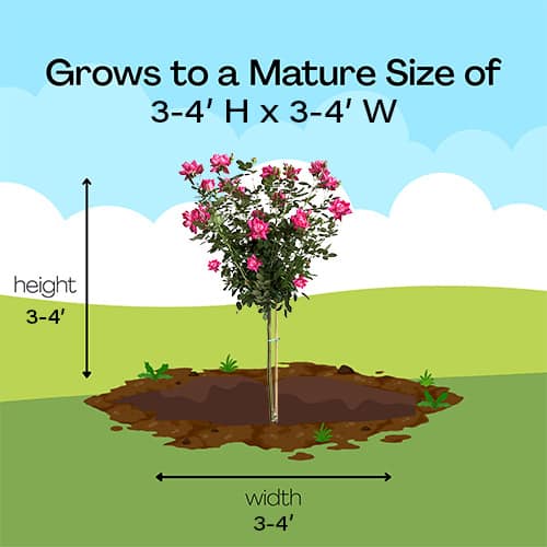 The Double Knock Out Tree® Rose Plant with Bright Bubblegum Pink Blooms (3 Gallon) - Image 8