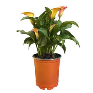 Calla Lily Orange Perennial (1 Gallon)