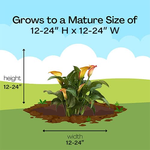 Calla Lily Orange Perennial (1 Gallon) - Image 6