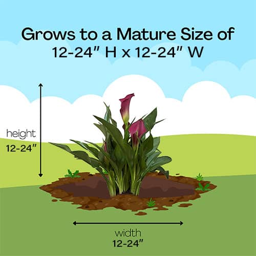 Calla Lily Purple Perennial (1 Gallon) - Image 6