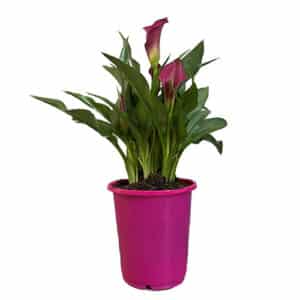 Calla Lily Purple Perennial (1 Gallon)