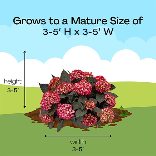 FIRST EDITIONS Hydrangea Eclipse Shrub (2 Gallon) - Image 12