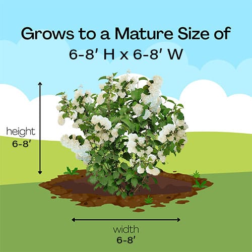 FIRST EDITIONS Viburnum Opening Day Shrub (2 Gallon) - Image 10