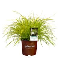 Southern Living Plant Collection Grass Carex Everillo Shrub
