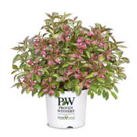 Proven Winners Weigela Vinho Verde Shrub (2 Gallon) – Plants