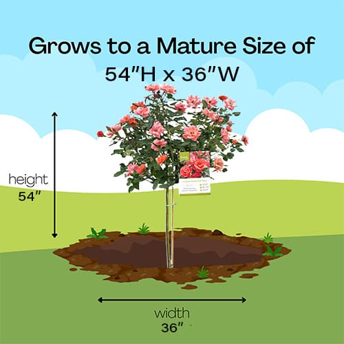 The Coral Knock Out Tree® Rose Plant with Brick Orange Fading to Coral Blooms (3 Gallon) - Image 8