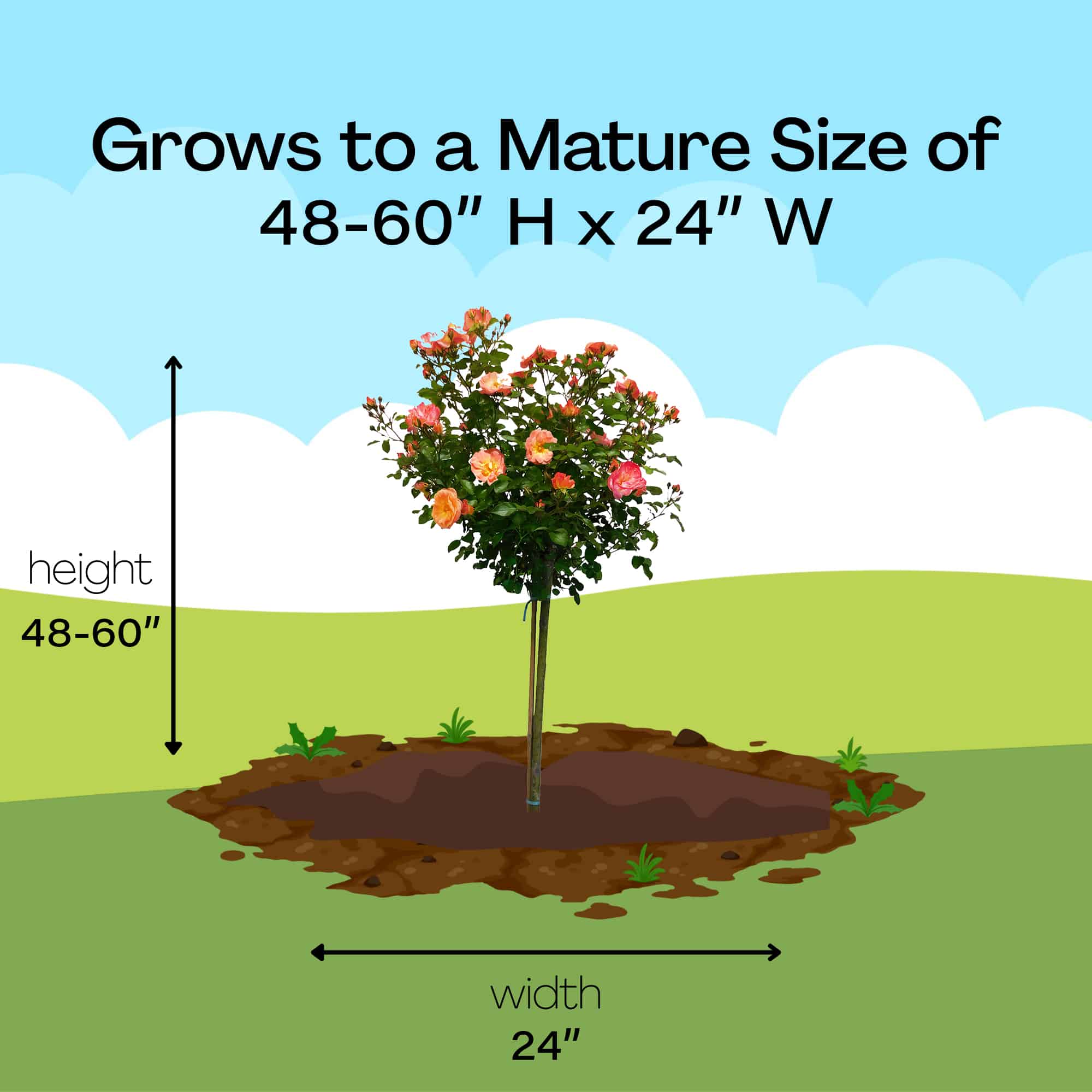 The Peach Drift Tree® Rose Plant with Vibrant Peach Flowers (3 Gallon) - Image 6