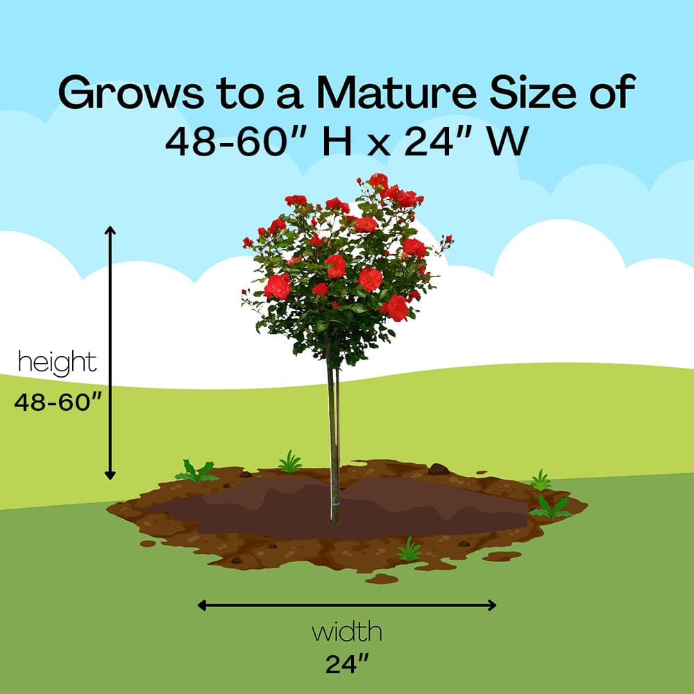 The Red Drift Tree® Rose Plant with Vibrant Red Blooms (3 Gallon) - Image 7