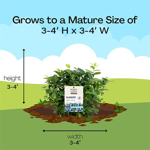 Bushel and Berry Blueberry, Pink Icing Shrub (2 gallon) - Image 8