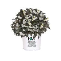 Proven Winners Weigela Wine & Spirits Shrub (2 Gallon) – Plants