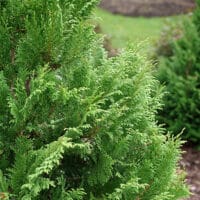 Proven Winners Cypress Cedar Rapids Shrub (2 Gallon) – Plants
