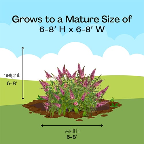 FIRST EDITIONS Buddleia Trippy Pink Shrub (2 Gallon) - Image 8